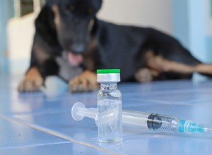 Как сделать прививку щенку