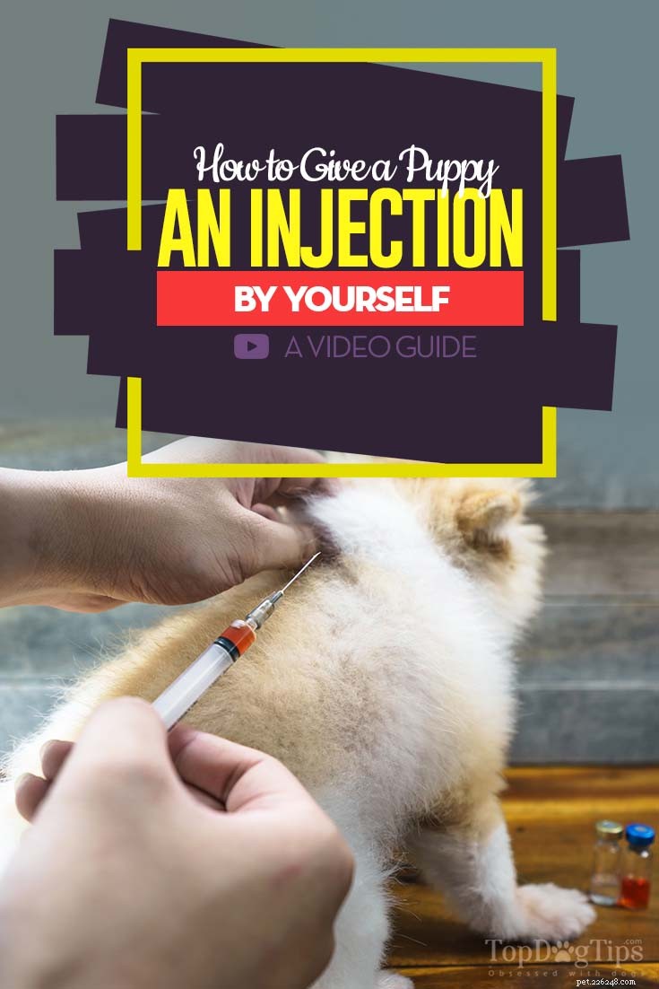 Как сделать прививку щенку