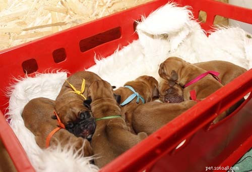 12 tips voor het verzorgen van pasgeboren puppy s