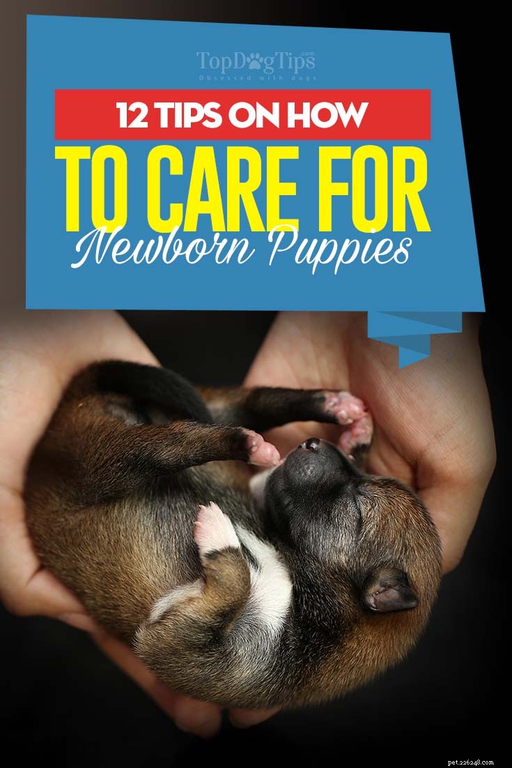 12 consigli per prendersi cura dei cuccioli appena nati