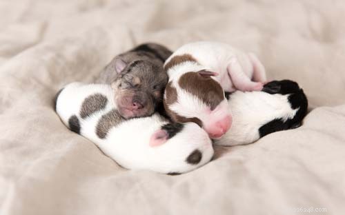 12 советов по уходу за новорожденными щенками