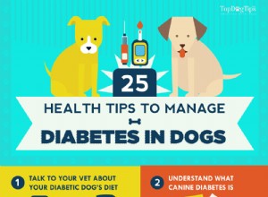 25 maneiras de controlar o diabetes em cães [Infográfico]