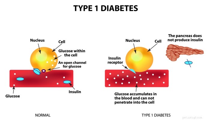 개의 당뇨병을 관리하는 25가지 방법 [Infographic]