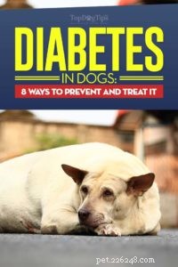 25 způsobů, jak zvládnout diabetes u psů [Infographic]