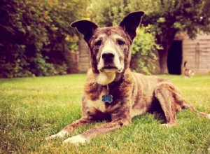 シニア犬の世話をする方法に関する6つの獣医のヒント 