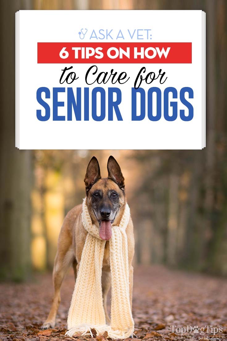 6 rad veterináře, jak pečovat o starší psy