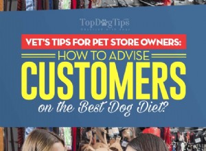 애완동물 가게 주인을 위한 수의사 팁:고객에게 반려견 식단에 대해 조언하는 방법