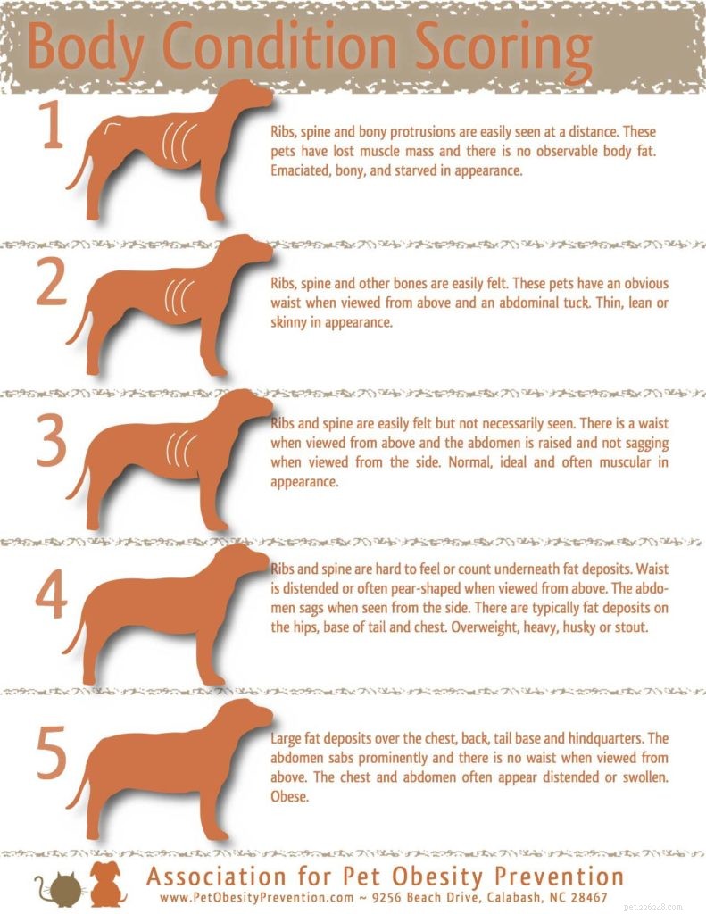Suggerimenti del veterinario per i proprietari di negozi di animali:come consigliare ai clienti la dieta del loro cane
