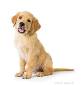 Veterinärens tips för djuraffärsägare:Hur man ger kunder råd om deras hunds diet