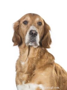 Tipy veterináře pro majitele obchodů se zvířaty:Jak poradit zákazníkům s dietou jejich psů