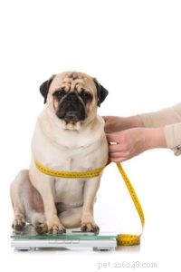 Dierenartstips voor eigenaren van dierenwinkels:klanten adviseren over het dieet van hun hond