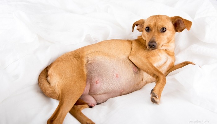 7 conseils pour se préparer à la grossesse de votre chien