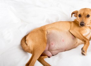 7 tipů, jak se připravit na těhotenství vašeho psa