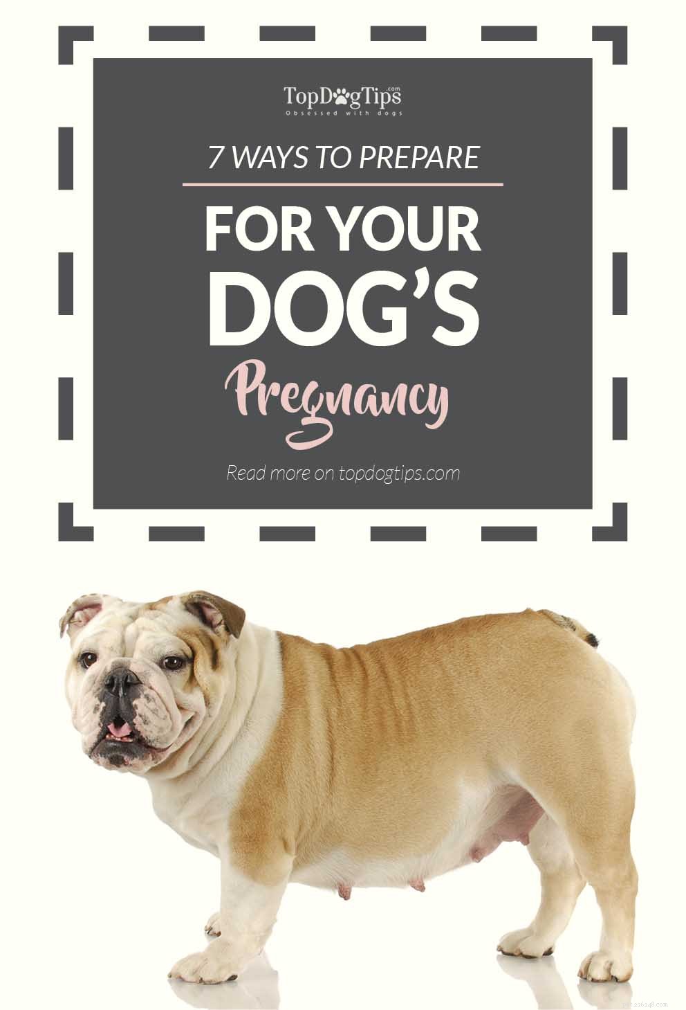 7 tips om hur du förbereder dig för din hunds graviditet