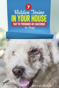7 verborgen gifstoffen in uw huis die giftig of kankerverwekkend zijn voor honden