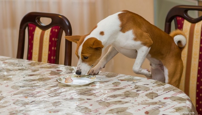 Thanksgiving met honden:20 do s en don ts voor eigenaren van gezelschapsdieren