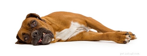 Эпилептические припадки у собак:симптомы и лечение
