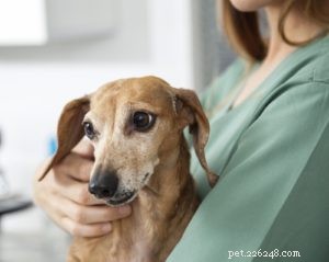 Convulsões epiléticas em cães:sintomas e tratamentos