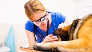 Epileptické záchvaty u psů:Příznaky a léčba