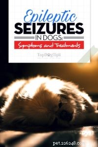 Convulsões epiléticas em cães:sintomas e tratamentos