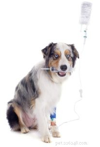 Insufficienza renale nei cani:una guida scientifica
