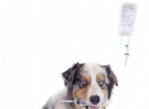 Selhání ledvin u psů:Vědecky podložený průvodce
