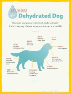Selhání ledvin u psů:Vědecky podložený průvodce