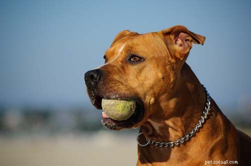 9 akuta hälsotillstånd för hundar som inte kan försenas