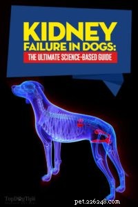강아지의 신부전:과학 기반 가이드
