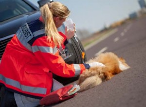 9 condições de saúde de emergência para cães que não podem ser adiadas