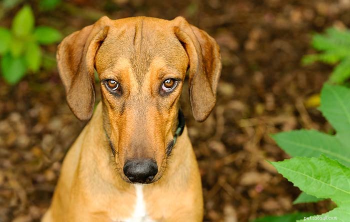 7 situací, které mohou vaše psy vystresovat