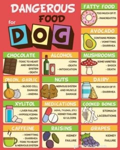 7 alimenti umani che i cani non possono mangiare e perché (basato su studi)