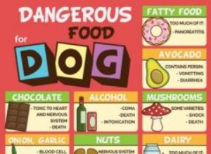 7 продуктов, которые нельзя есть собакам и почему (на основании исследований)