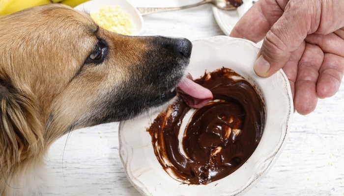 7 lidských potravin Psi nemohou jíst a proč (na základě studií)