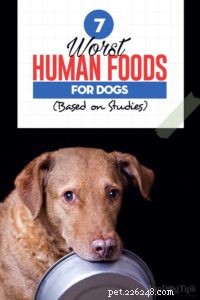 7 lidských potravin Psi nemohou jíst a proč (na základě studií)