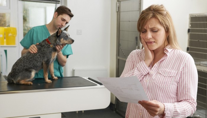 Страхование домашних животных:руководство для начинающих