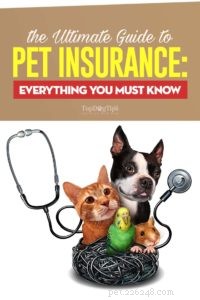 Djurförsäkring:En nybörjarguide