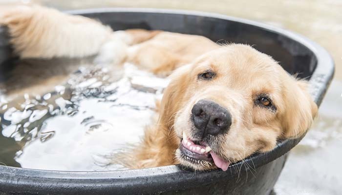 犬を冷やす方法：12の最も効率的な方法と5つの危険な方法 