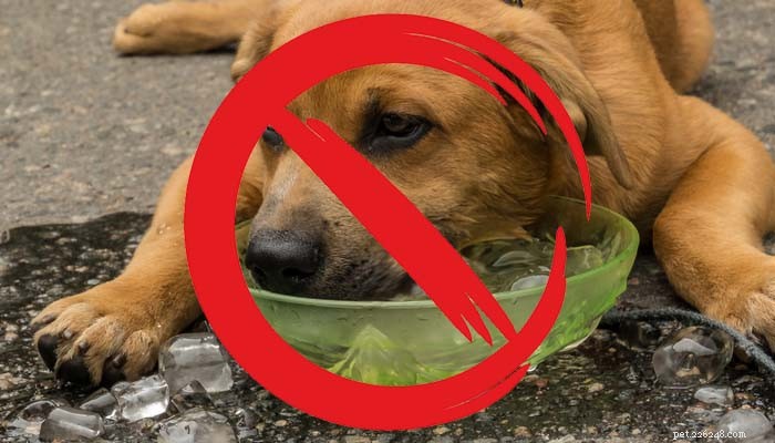 Een hond afkoelen:12 meest efficiënte manieren en 5 gevaarlijke manieren