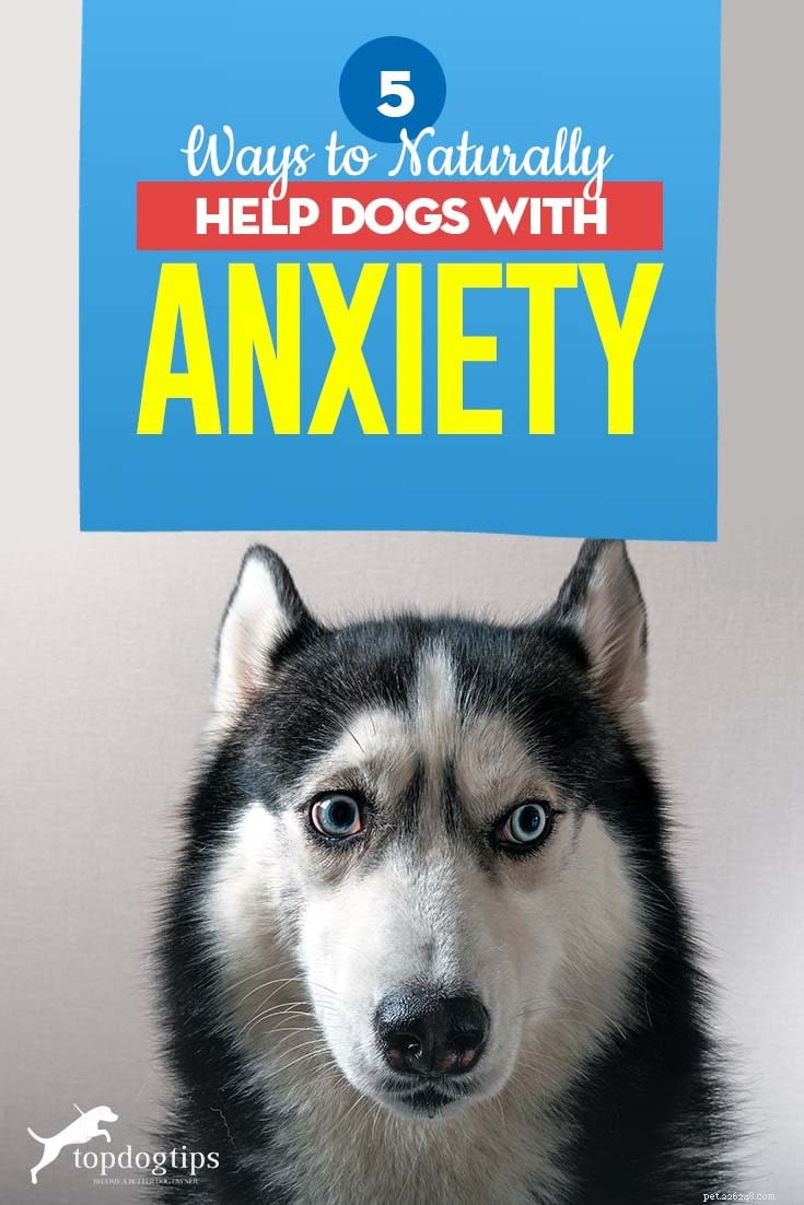 5 consigli per aiutare naturalmente i cani ansiosi