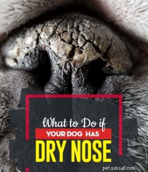 Cosa fare se il tuo cane ha il naso secco