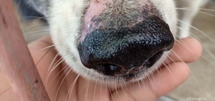 O que fazer se o nariz do seu cão estiver seco