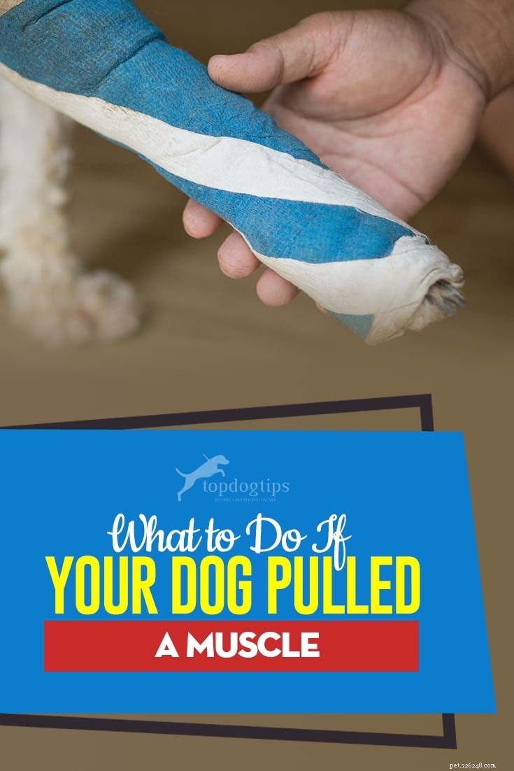 Wat te doen als uw hond een spier heeft verrekt