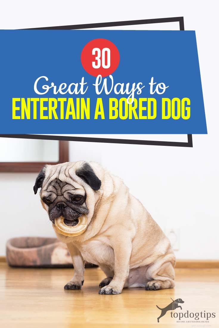 30 manieren om een ​​verveelde hond te vermaken