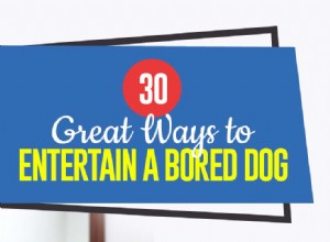 지루한 개를 즐겁게 하는 30가지 방법