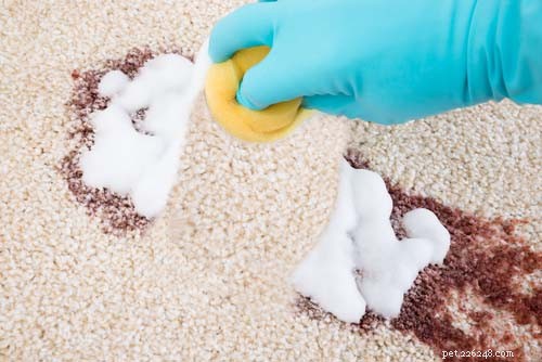 6 schoonmaakproducten die uw hond kunnen vergiftigen
