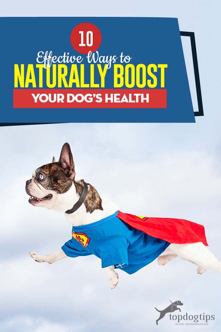 10 effektiva sätt att på ett naturligt sätt öka din hunds hälsa