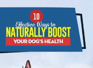 강아지의 건강을 자연적으로 향상시키는 10가지 효과적인 방법