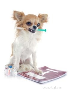 10 saker du måste veta om hundvaccin