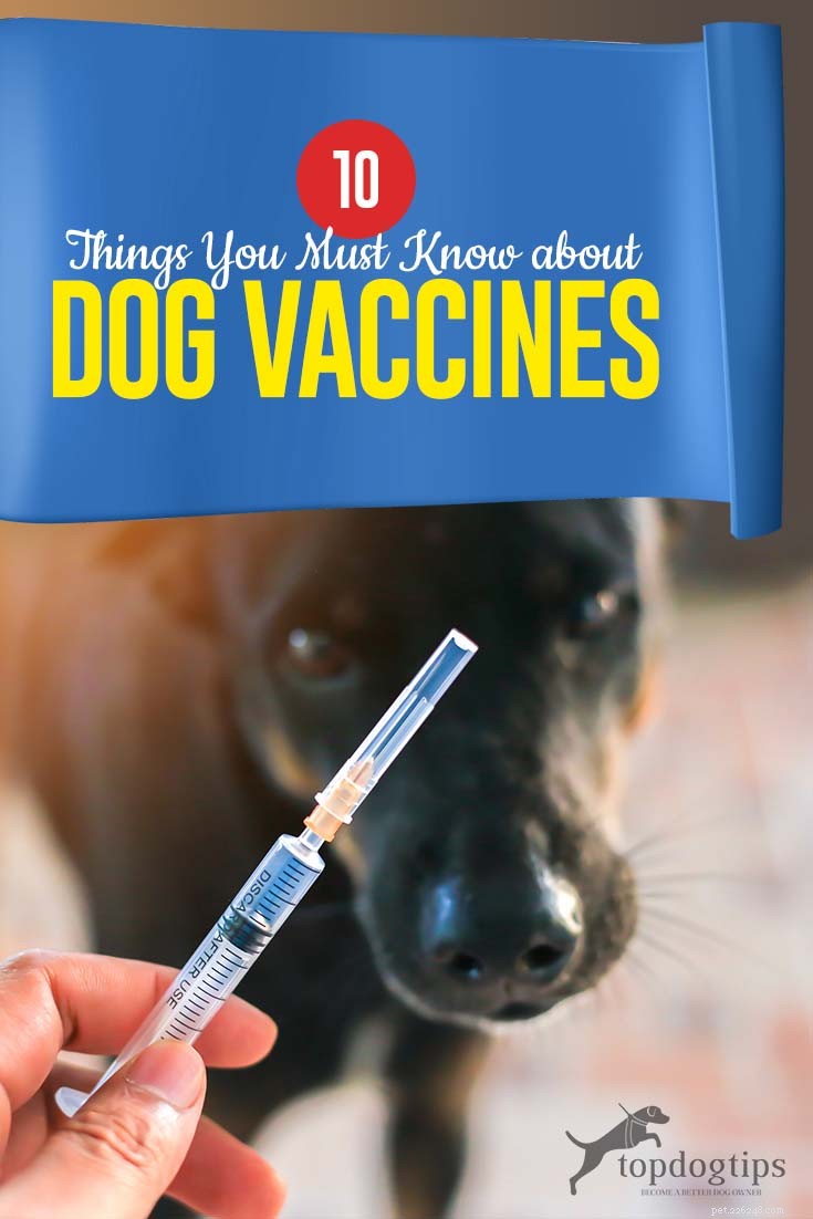 10 cose che devi sapere sui vaccini per cani